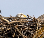 2021 03 28 LillyDaleEagles 008